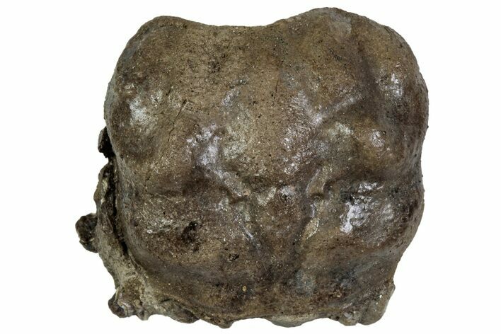 Cretaceous Crab (Dakoticaucer) Fossil - Mississippi #315741